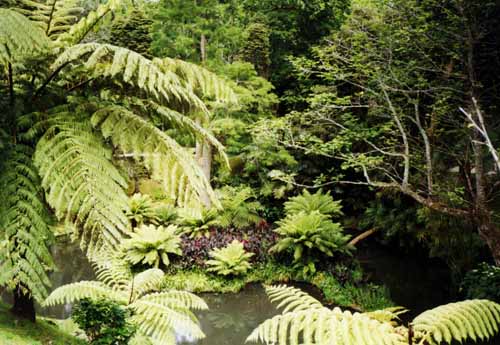 São Miguel, Azoren, Farnbäume