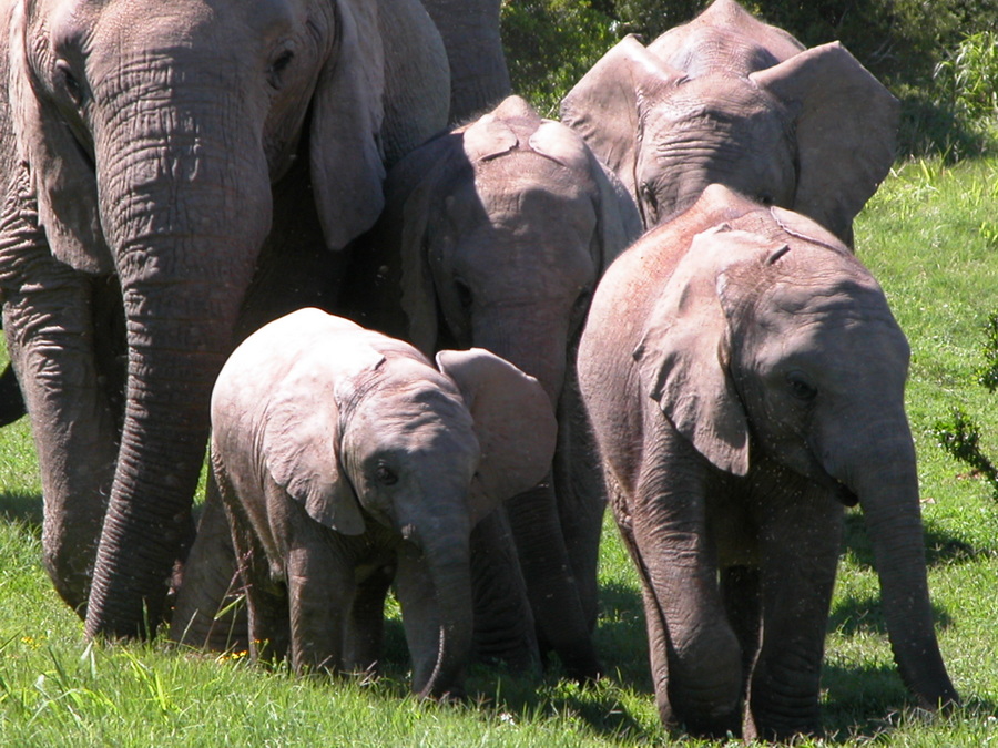 Addo Nationalpark - Südafrika - Safari