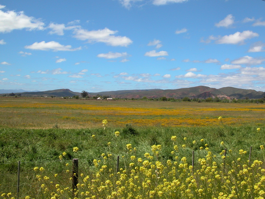 Oudtshoorn in der kleinen Karoo - Südafrika