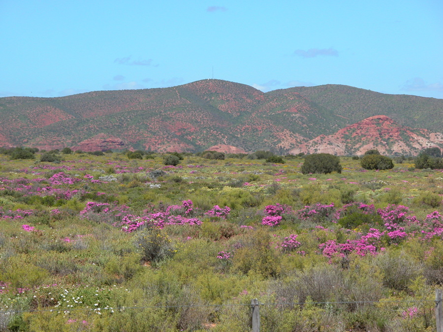 Oudtshoorn in der kleinen Karoo -Südafrika