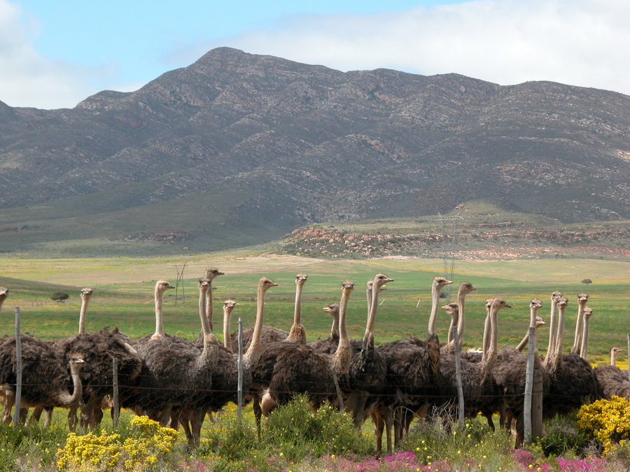 Straußenfarmen in Oudtshoorn