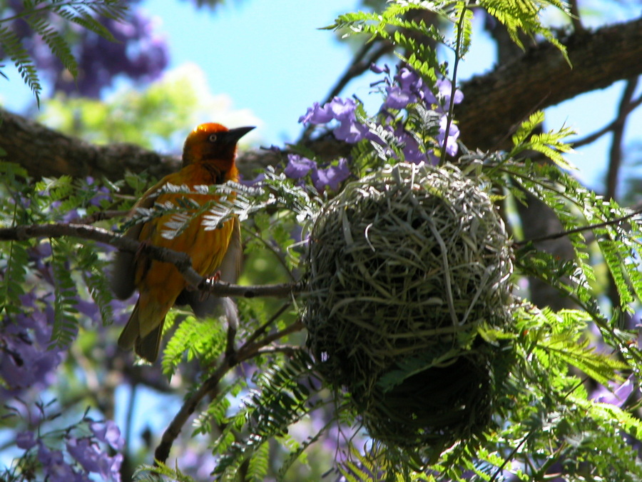 Antbear Gästahaus in KwaZulu-Natal Midlands - Südafrika