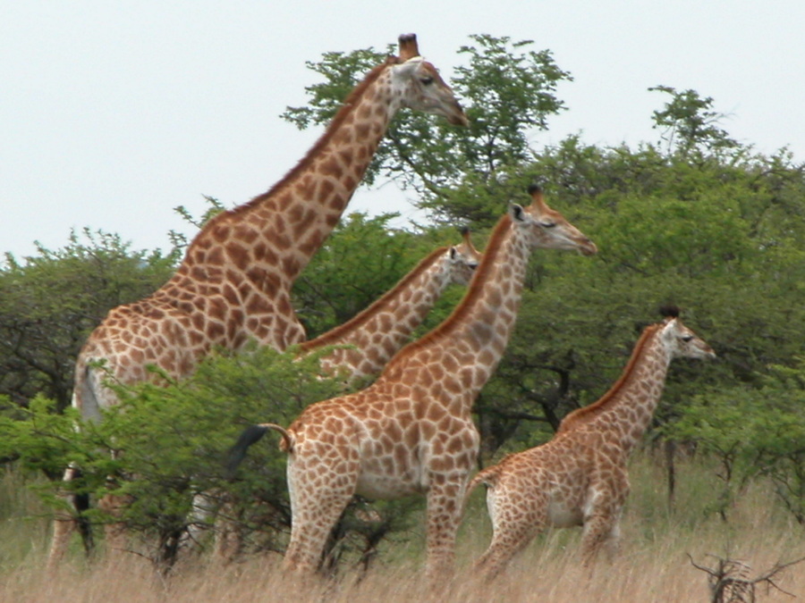 Südafrika - KwaZulu-Natal Midlands - Reitsafari auf einer Wildgame Farm- Fotos und Reisebericht