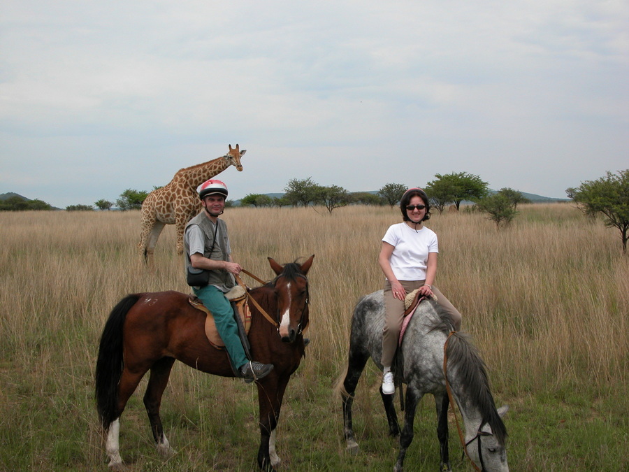 Giraffen auf einer Reitsafari in KwaZuluNatal Midlands in Südafrika