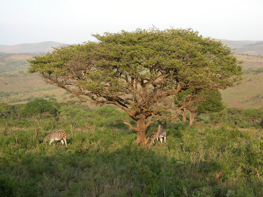 4 Wochen Südafrika - KwaZulu-Natal und Westkap Provinz