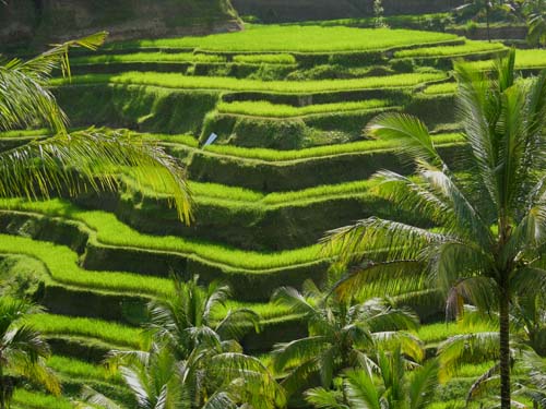 Reisterrassen Jatiluwih - Bali - Tagesausflug von Ubud 