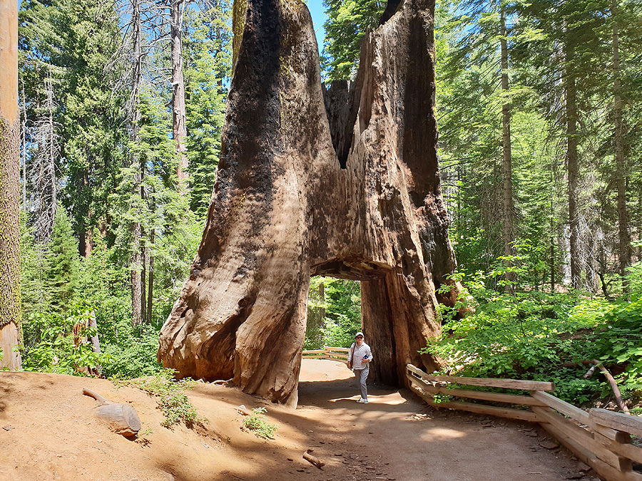 Tagesauflug zum Yosemite Nationalpark